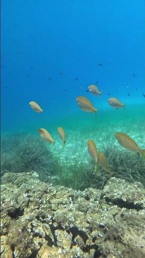 Stunning Scuba Dive in Halkidiki 🌊 | Nemo Scuba Diving Center