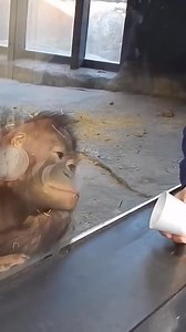 A collection of primates reacting to magic trick surprises ✨ You also may like ➡️ https://bit.ly/3BRdcCQ #amazed #wow #cool #like #foryou | Animal Life Is Awesome