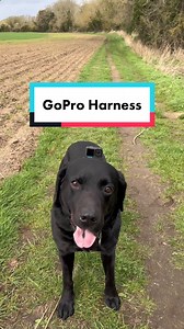 Denzel has been testing out the @goprouk fetch harness! Some POV footage for you. Unfortunately I couldn’t get much footage because the battery on the camera ran out before I could dial in the settings properly 😅 #labraseal #pov #gopro #fetch #thelabraseal #dogpov #labrador | Denzel The Labraseal