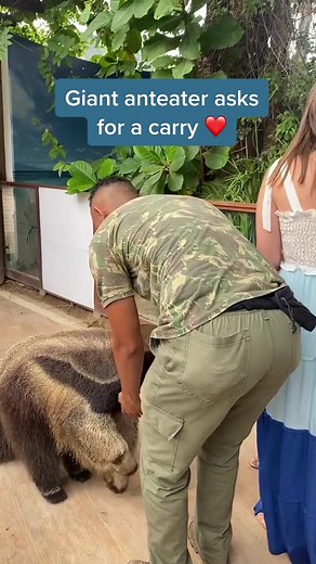 Giant Anteater Needs a Lift | Cute Animal Interaction