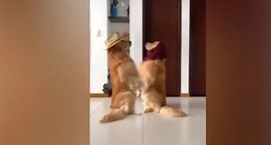 Perro protagoniza versión del 'Me miró y la miré challenge' y es viral en TikTok