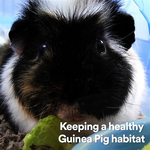 Do you have a piggie prince(ss) at home? 🐹 These cleaning tips are for you! #guineapigs #cleantok