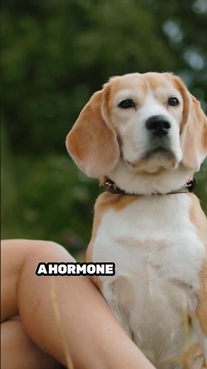 How Do Dogs Actually See and Understand Humans?