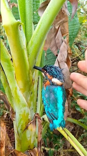 incredible 😳I found strange bird is this real ?