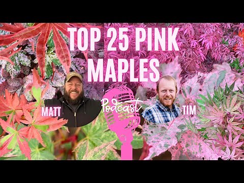 Top 25 Pink Maples to Improve Your Garden Design | Pink Plants Part 2 | Podcast #36