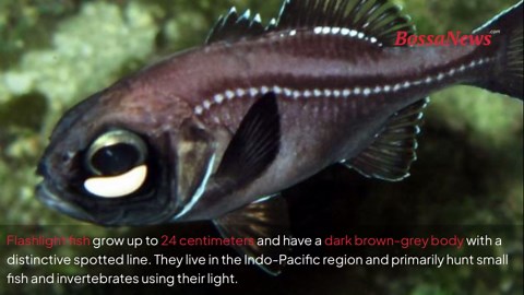 The science behind the glowing eyes of flashlight fish