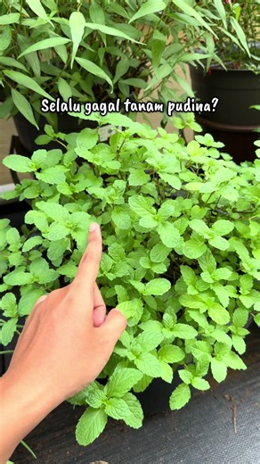 Cara tanam pokok pudina dari keratan batang #pokokpudina #keratanpudina #tanampudina #caratanampokokpudina #semaikeratanpudina