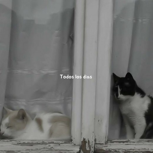 Telepathy - BTS #bangtan #btsarmy #bts #edits #subespañol #telephaty #lyrics #foryoupage #방탄소년단 #xyzbca #fyp #viral