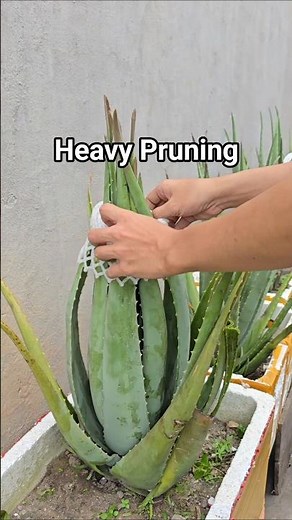 Heavy Pruning on an Old Aloe Vera
