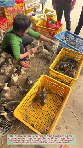 Smart Sort! Farmer Separates Ducklings Fast – Easy Farm Sorting Trick