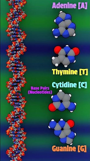 DNA, Base Pairs, Pair Bonding