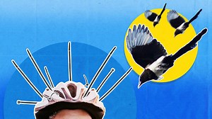 Magpie swooping season is here – but to these birds, not all humans are equal