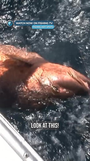 3.1K views · 30 reactions | MONSTER snapper - ‘Fishing Hotspots’ on...