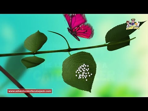 Amazing Life Cycle of a CATERPILLER