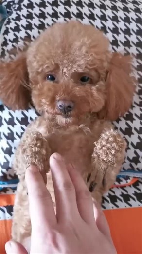 videos engracadas, videosengracados, vídeos engraçados, vídeo engraçado, o video engraçado, memes e engraçados, pegadinha engraçada 2025, videos engraçados para rir, vídeo engraçado para rir, virais do brasil, memesbrasileiros, videos engraçados para rir 2025, memes 2025 atualizados, vídeos engraçados 2025 atualizado, virais do brasil,videos engracadas, videosengracados, vídeos engraçados, vídeo engraçado, o video engraçado, memes e engraçados, pegadinha engraçada 2025, videos engraçados para ri