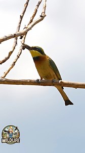 5.3K views · 294 reactions | A bee eater doesn’t have to work too hard to get its catch swallowed. #beeeater #birds #bees #wildlife #nature #kenya #africa #masaimara | Amber Favorite Photography | Facebook