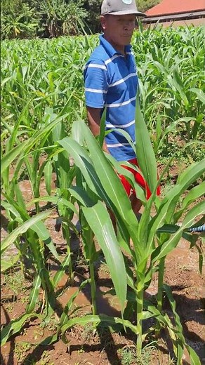 Hoeing the soil in a corn plantation with simple tools-Agriculture farming #shorts