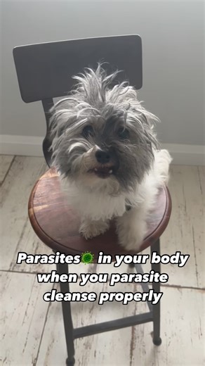When you parasite cleanse properly parasites are cornered. They have no choice. The herbs will work their magic. Everyone has parasites & needs to parasite cleanse. It’s as basic as getting regular oil changes for your car. Here are the obvious signs it’s time for a parasite cleanse- ❌ gut issues ❌ allergies & sinus issues ❌ joint pain ❌ brain fog ❌ autoimmune disorders ❌ cancer ❌ sleep disturbances ❌ anxiety or depression (those feelings may belong to the parasites) ❌ constipation or diarrhea C