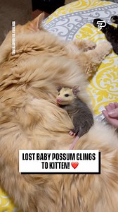 This possum is so tiny! 😩 | Pubity