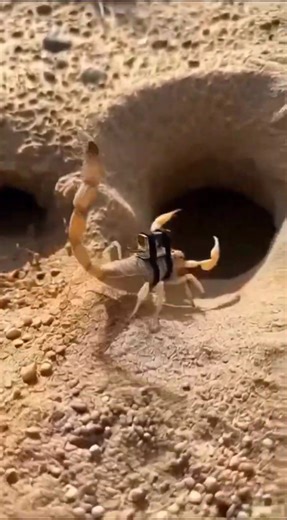 Scorpion POV: Exploring a Hidden Desert Burrow 🦂 #shorts