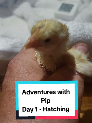 Adventures with Pip: Day 1 - Hatching Celebration