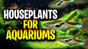 My Accompanying Article For This Video - https://glassboxdiaries.com/6-beautiful-houseplants-for-aquariums-aquaponic-growth/ 3D Printed Houseplant Holders - https://glassboxdiaries.com/3dplantholder Houseplant Grow Light - https://glassboxdiaries.com/houseplantgrowlight 10W Sansi Puck Lights - https://glassboxdiaries.com/10wpucklight (Affiliate Links - I Get A Commission From Qualifying Purchases) 🌿 Check Out The FREE TOOL I Made To Help You Find The Perfect Plants For Your Aquarium - https://g