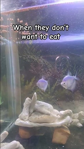 Fish Not Eating Food? Do This IMMEDIATELY!