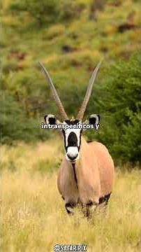The Oryx: The toughest animal in the desert