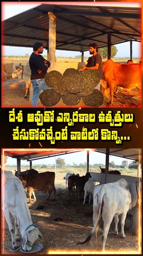 Indian Cow beeds tho multiple Products making..#desicowfarm
