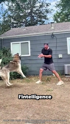 Malamute vs Golden : qui saute le mieux ? 🐶