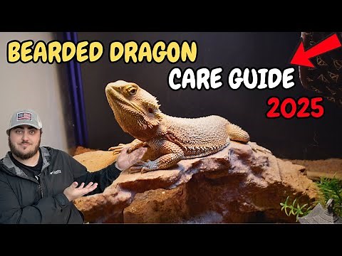 NEW Bearded Dragon Care Guide (2025)