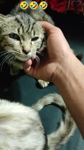 cat and commodi🤣 #cat #anmals #catfunny #youtubeshorts #viralvideo #cute #viralvideo #funny #shorts