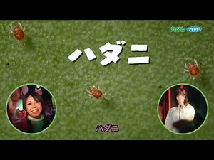 【フマキラーCM】カダンMAX 「カダンの歌ライブ」A篇 30秒