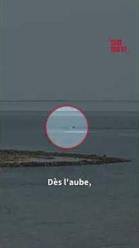 Charente-Maritime | A nearly 13-meter whale stranded in Rivedoux, Île de Ré...