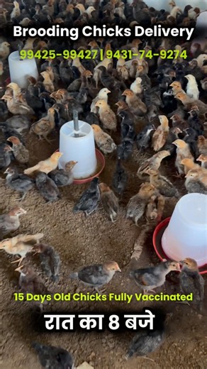 Brooding Chicks Going | Sonali Poultry Farming | 15 Day Old Chick