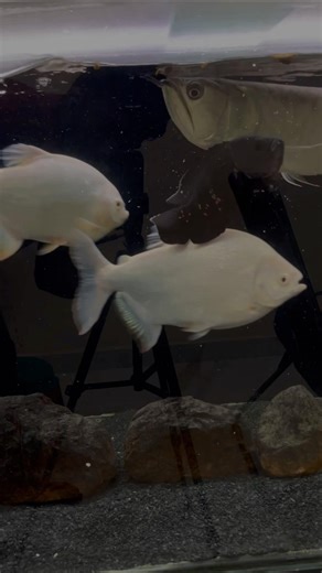 🤯 Monster Fish Feeding Reaction 🔥 Arowana & Oscar & Pacu vs ProMeal