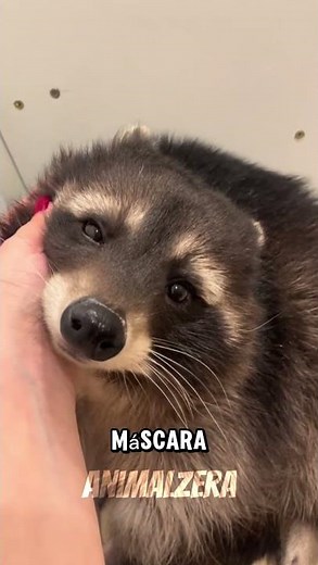 A carnivore with an identity crisis