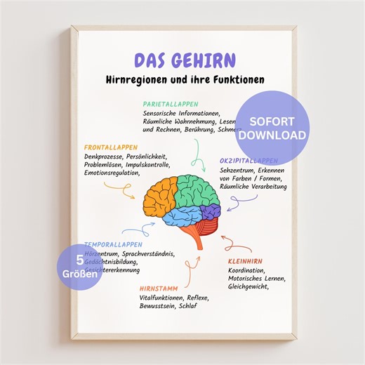 Poster: the Human Brain, Brain Regions and Functions, Psychology Poster, Brain Model Poster, Brain Lobes, Biology Teaching Material - Etsy