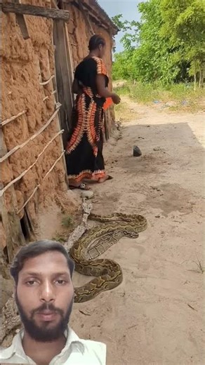 Python snake outside woman's house