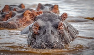 Magnificent Hippo & Croc Boat Safari St Lucia 2025-26