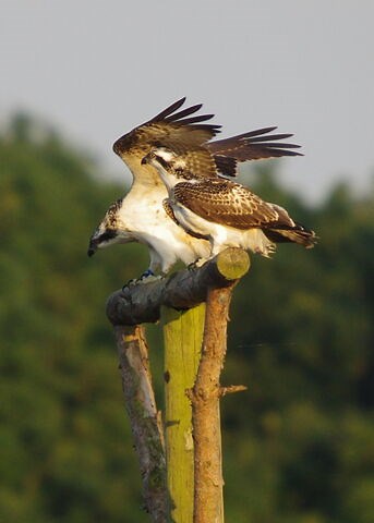 Rutland Ospreys | Leicestershire and Rutland Wildlife Trust