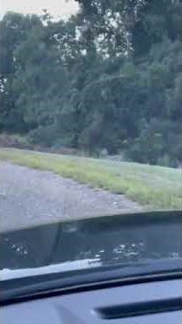 Zebras in Maryland caught on camera once again | FOX 5 DC