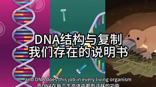 DNA结构与复制——我们存在的说明书——《Crash Course Biology》