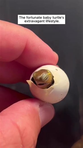 The fortunate baby turtle's extravagant lifestyle.#turtle #animalrescue #pawlabz