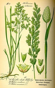 Hierochloe odorata - Alchetron, The Free Social Encyclopedia