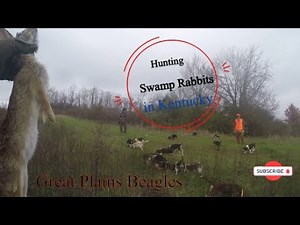 Hopping into Action Our Kentucky Swamp Rabbit Hunting Expedition