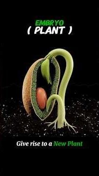 PLANT EMBRYO #PlantEmbryo || WHAT IS PLANT EMBRYO #shorts#viral#trending