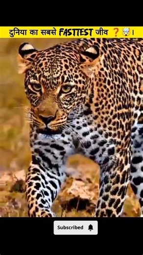 दुनिया का सबसे fasttest जीव ❓❓❓🤯🤯🤯🤯। हिंदी फैक्ट। ‪@sbfact2.0‬ #facts #ssccglexam