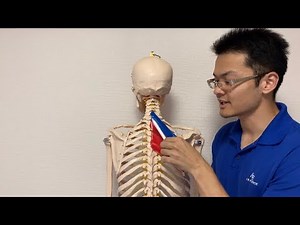 Anatomy of rhomboid muscle (English)
