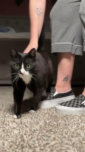 Major restock in these viral checkered vans! Yall better run #vans #checkeredvans #sliponshoes